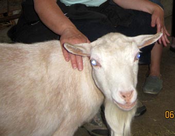 hand-goat