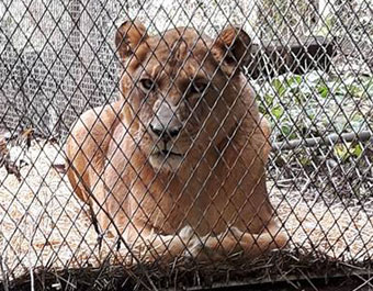 lioness