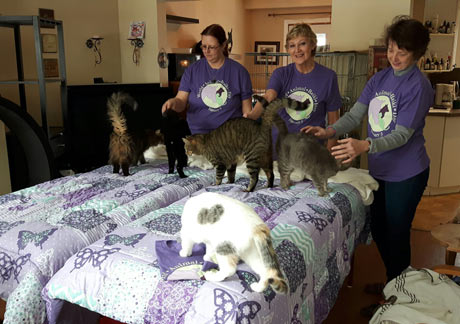 metcats