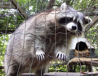 raccoon
