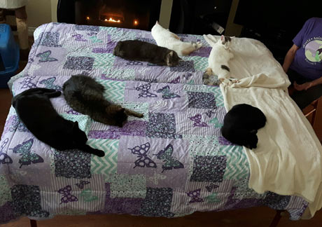 sleepcats