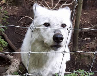 wolf